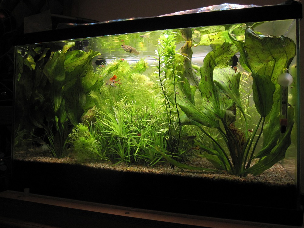 Photo d'ensemble de Vos quarium ! - Page 2 IMG_2732_small
